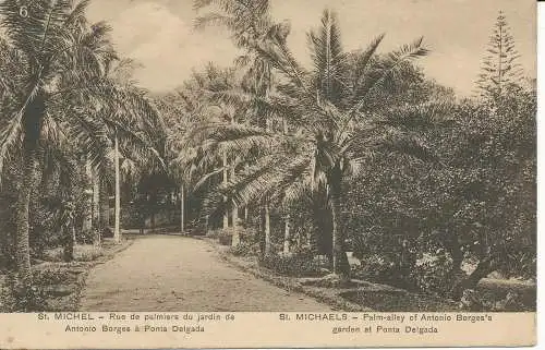 PC27317 St. Michaels. Palmenallee des Antonio Borges Gartens in Ponta Delgada