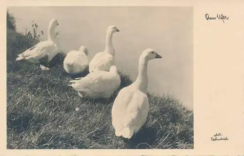 PC31257 Om Ufer. Enten. 1946