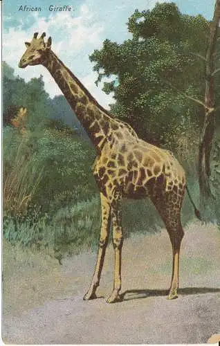 PC29518 Afrikanische Giraffe. B. B. London. Nr. 75