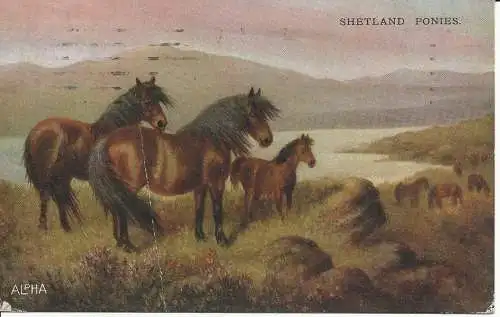 PC33098 Shetland-Ponys. Alphalsa. Nr. 3227. 1922