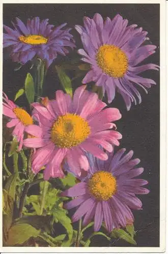 PC27433 Callistephus chinensis. China Aster. Gyger. Nr. 665