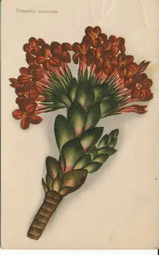 PC29557 Crassula Coccinea