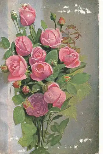 PC24180 alte Postkarte. Rosa Rosen. Beliebt. Nr. 224. 1909