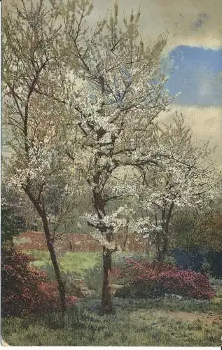 PC28610 altes Gemälde. Weißer Baum. Photochromie. Serie 72. Nr. 1853. 1910