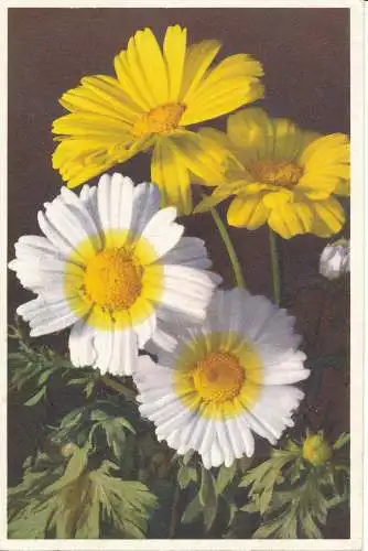 PC27434 Crysanthemum segetum. Mais Marygold. Gyger. Nr. 662