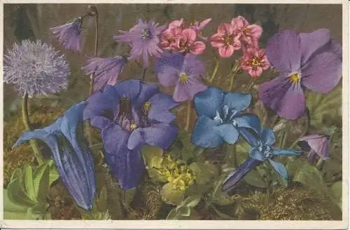 PC27449 Violett kalkhaltig. Langsporniges Veilchen. Gyger. Nr. A 1258. 1934