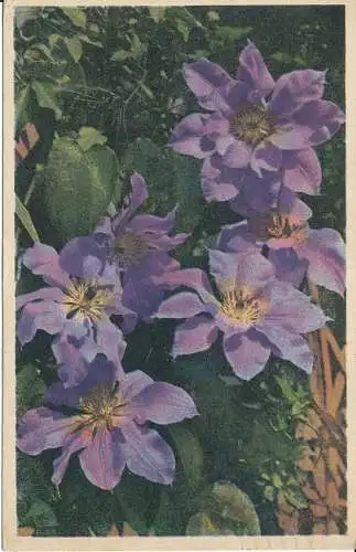 PC29266 Clematis. Nr. 60. 1943