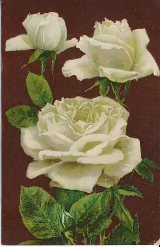 PC29550 alte Postkarte. Weiße Rosen