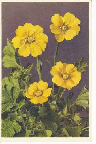 PC27217 Mountain Avens. Stehli. Nr. 617