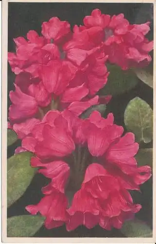 PC29268 Alpenrose. Rhododendron. Nr. 13. 1939