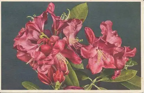 PC29269 Rhododendron. J. Burrow. Nr. 183. 1939