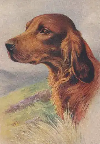 PC29989 The Irish Setter