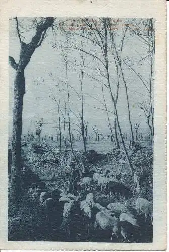 PC33449 alte Postkarte. Mann mit Schafen im Wald. 1918