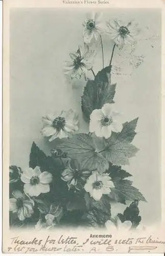 PC33065 Anemone. Valentinstag. 1904