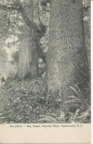 PC33924 Große Bäume. Stanley Park. Vancouver. B. C. Stephen J. Thompson. Nr. 936A