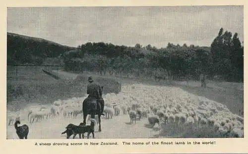 PC30296 Eine Schafe treibende Szene in Neuseeland. Die Heimat des feinsten Lammes in der