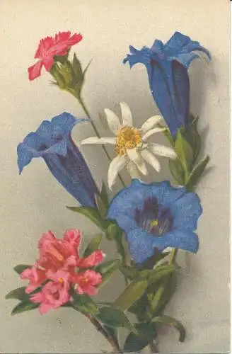 PC33414 Alte Postkarte. Blumen. Nr. 77