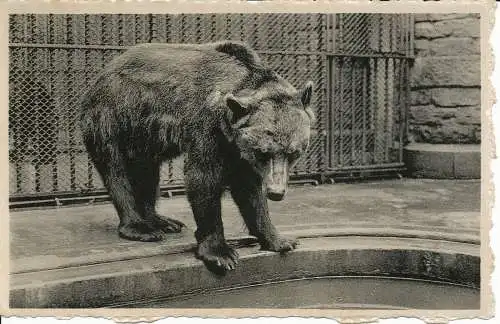 PC34095 Zoologischer Garten. Antwerpen. Bruine Bier. Nels