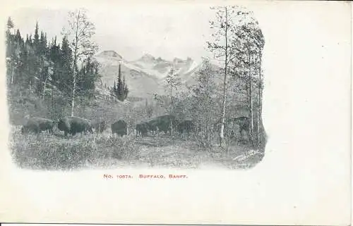 PC33525 Buffalo. Banff. Thompson Studio. Nr. 1087A