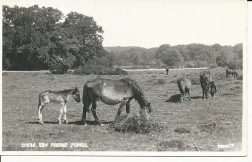 PC34692 New Forest Ponys. Judges Ltd. Nr. 20626. RP