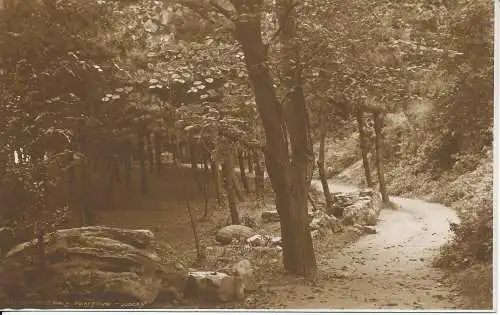 PC348872 The Pine Walk. Folkestone. Judges Ltd. Nr. 1221. RP