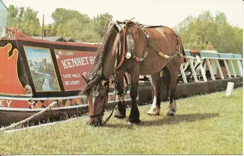 PC36357 Canalhorse Primel im traditionellen Bootsgeschirr. Kennet Boat Company. Ne