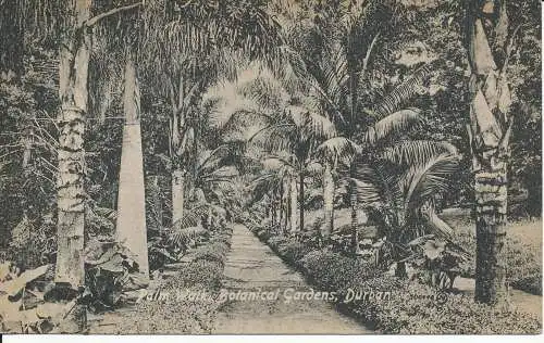 PC37681 Palm Walk. Botanischer Garten. Durban. A.R.B. Hopkins