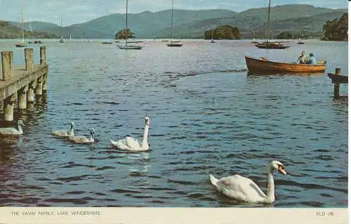 PC36101 Die Schwanenfamilie. Lake Windermere. Jarrold. RP. 1961