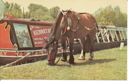 PC36096 Canalhorse Primel im traditionellen Bootsgeschirr. Kennet Boat Company