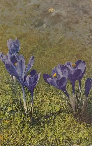 PC35852 Crocus Vernus. Photochromie