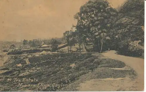 PC40014 Tee-Estate. Nuwara Eliya. Ceylon. John. B. Hopkins