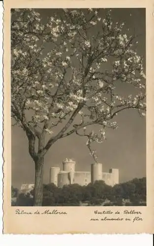 PC39867 Palma de Mallorca. Schloss Bellver mit blühendem Mandelbaum. Balearische Bären