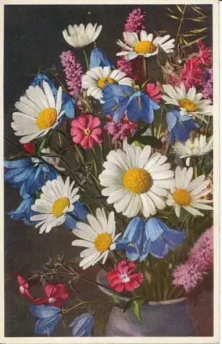 PC40981 Wiesenblumen. Blumen der Felder. Gyger. Nr. 1521. B. Hopkins