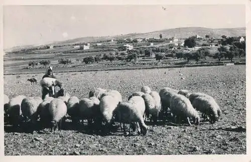 PC41908 Shepherds Field. Leon. 1959