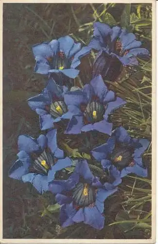 PC40982 Gentiana Kochlana. Kochscher Enzian. Gyger. Nr. 1502. B. Hopkins