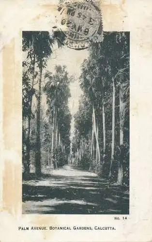 PC44116 Palm Avenue. Botanischer Garten. Kalkutta. Nr. 14. 1920