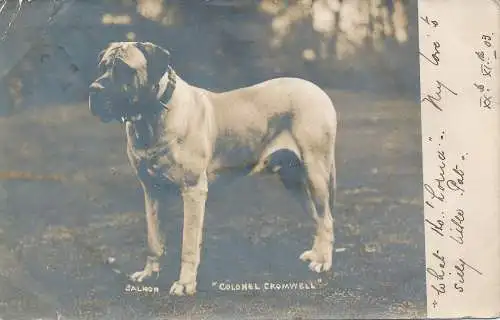 PC41990 Lachs. Colonel Cromwell. Drehbar. 1903