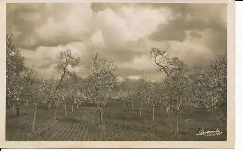 PC38499 Mallorca. Palme. Blühende Mandelbäume. A. Zerkowitz. Nr. 50. B. Hopkins