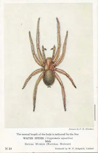 PC42413 Wasserspinne. Männlich. British Museum. W.F. Sedgwick. Nr. N14