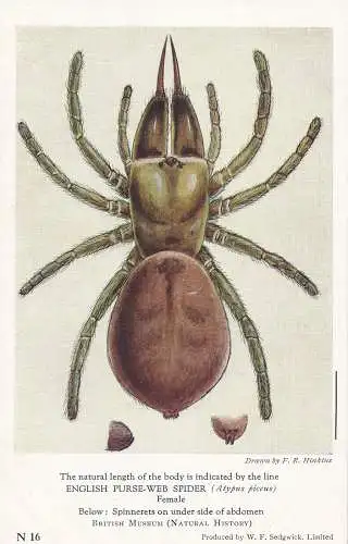 PC42415 English Purse Web Spider. Weiblich. British Museum. W.F. Sedgwick. Nr. N16