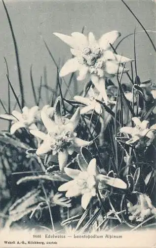 PC43130 Edelweiss. Leontopodium alpinum. Nr. 9666. B. Hopkins