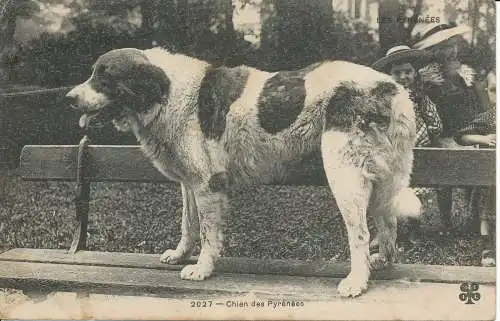 PC38505 Chien des Pyrenees. 1908. B. Hopkins