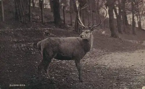 PC44235 überrascht. Hirsche. The National. 1905