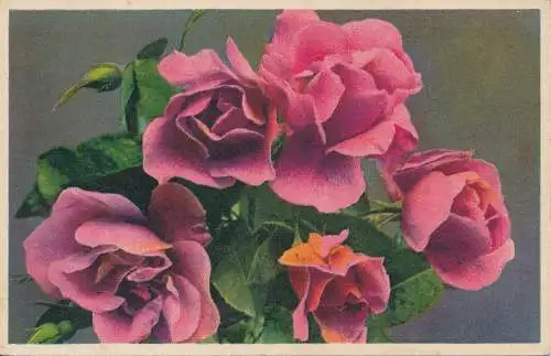 PC45861 Rosa. 1939