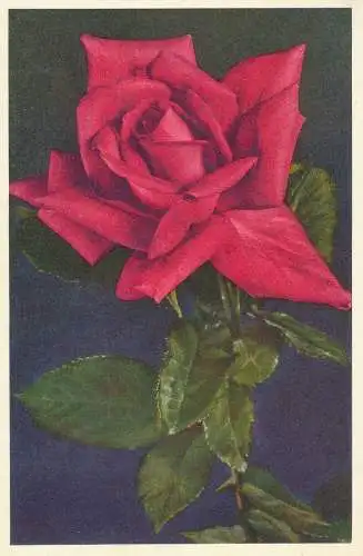 PC45866 Rosa. Stehli. Nr. 5031