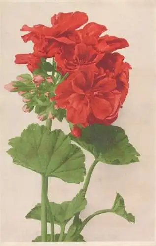 PC45617 Alte Postkarte. Rote Blumen. Martin Rommel. Nr. 592