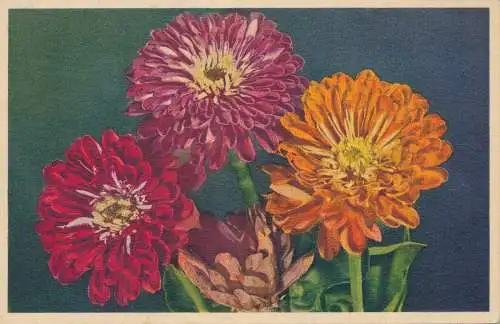 PC45867 Zinnien. Stehli. Nr. 662