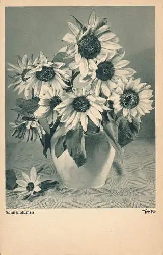 PC46839 Sonnenblumen. Heidelberg. B. Hopkins