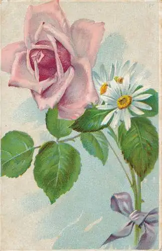 PC46841 alte Postkarte. Rosa Rose. B. Hopkins