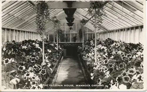 PC00103 Gloxinia Haus. Wannock Gardens. 1955